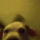 rainbowdog